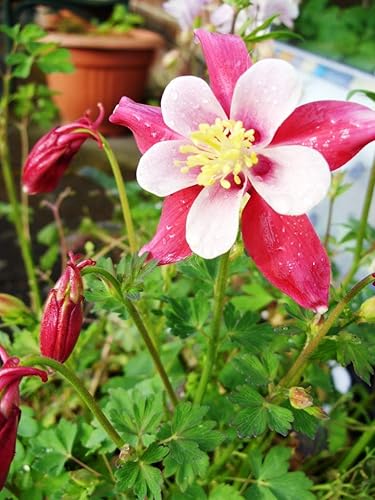 Miniatura 9 de Seeds Aquilegia Mix - Orgánica