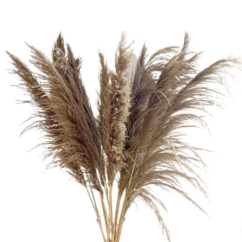 Pampas Grass pack de 10 piezas decorativas natural miniatura 1