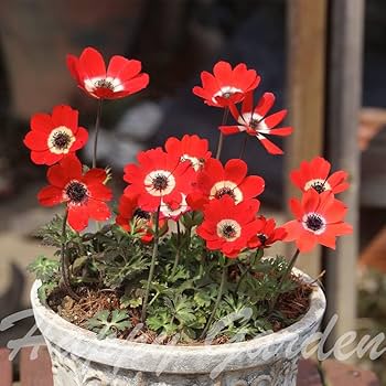 ❣️300h❣️　アネモネ 　球根 ❣️300h❣️ アネモネ 球根 Amazon.co.jp: ハッピーガーデン