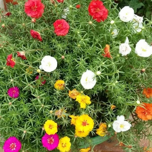 live plants (PORTULACA FLOWER PLANT)
