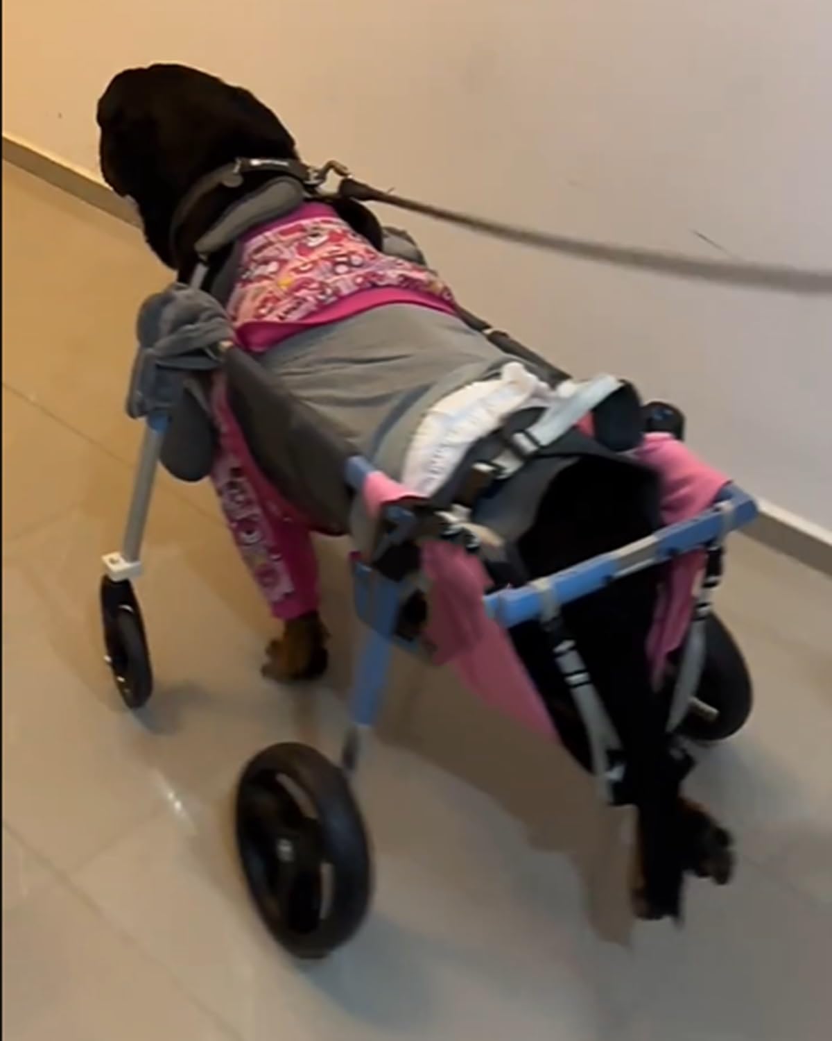 Regulowane szelki na nogi dla psa dla niepełnosprawnych psów, łatwy montaż dla labradora Shiba Inu i innych (duże)