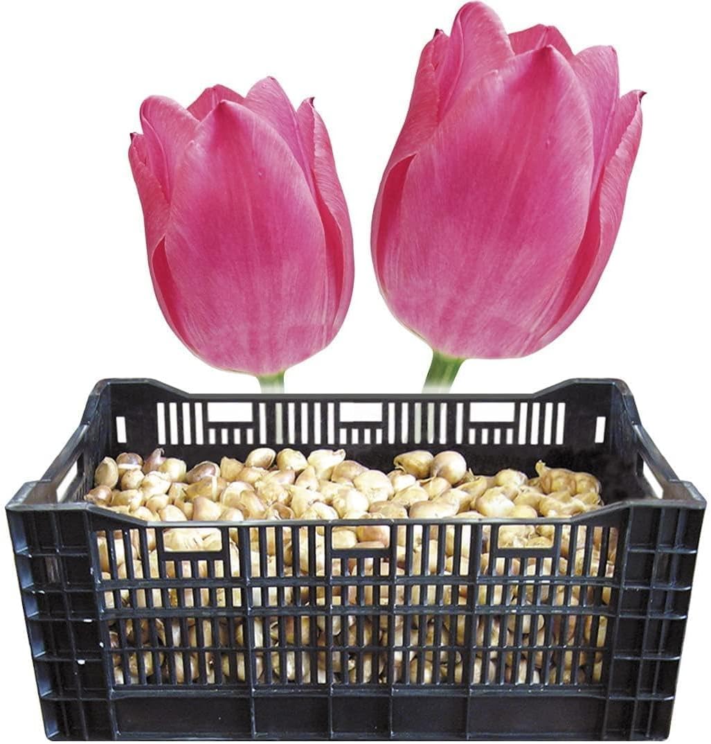 優良。フェイジョア株立ち1.7M(鉢底から)品番B 優良。フェイジョア株