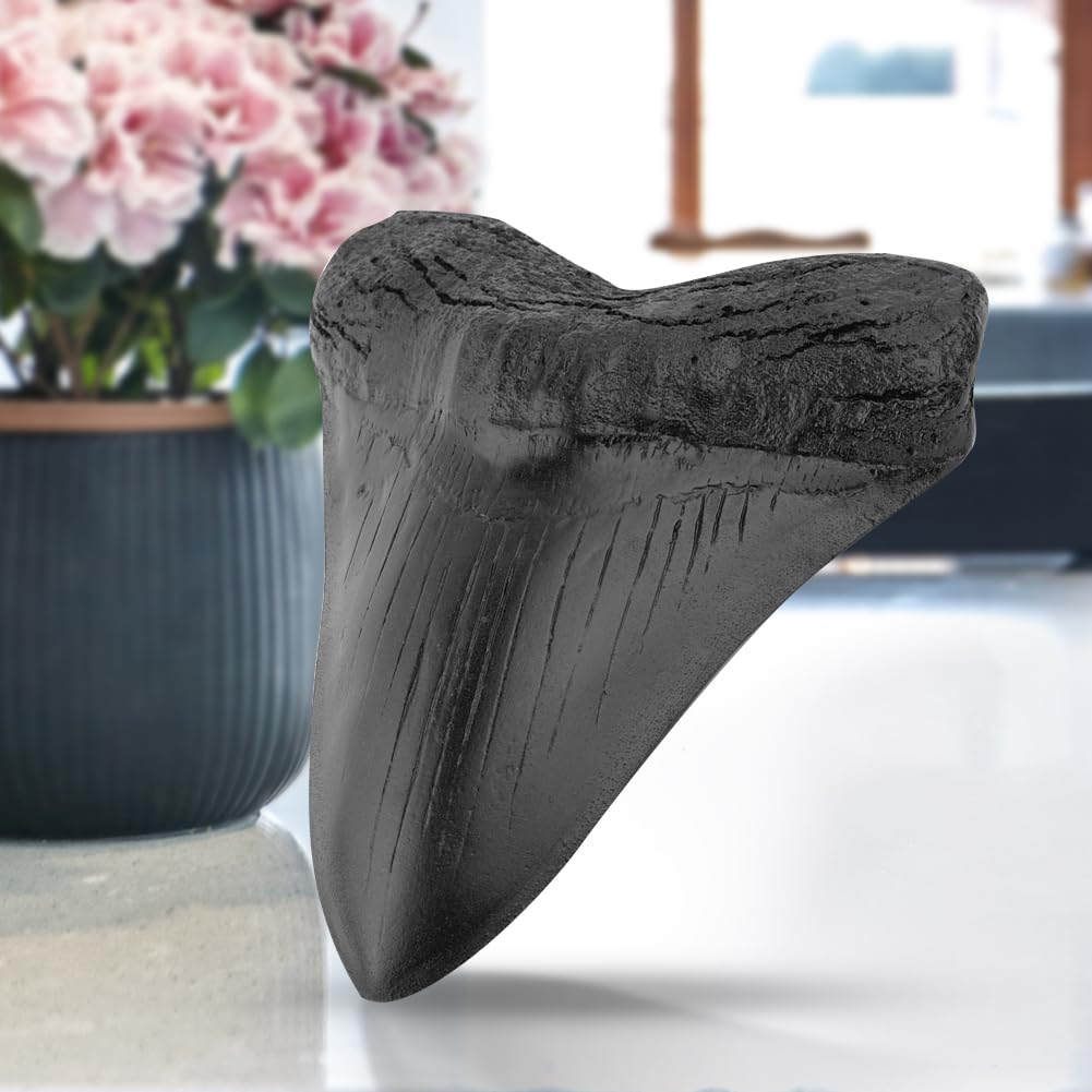 Denti di Squalo da 5 Pollici Modello Dente Megalodonte Gigante Facile da Pulire Decorazione Domestica Denti di Squalo Nero Biologia Marina Fossile Oggetti di Scena for Bambini