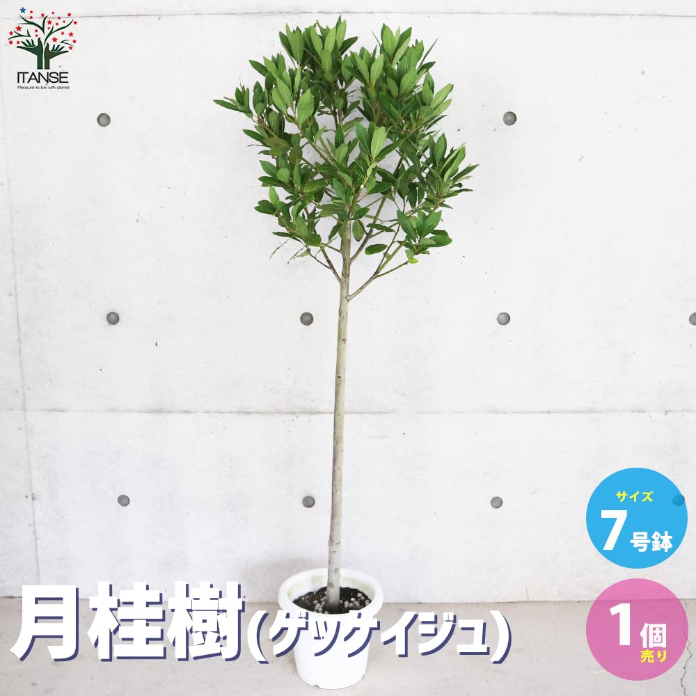 月桂樹　ローリエ　10号　スパイラル仕立て　常緑樹 中型 グリーン鉢 月桂樹 ローリエ 10号 スパイラル仕立て 常緑樹 中型 グリーン鉢