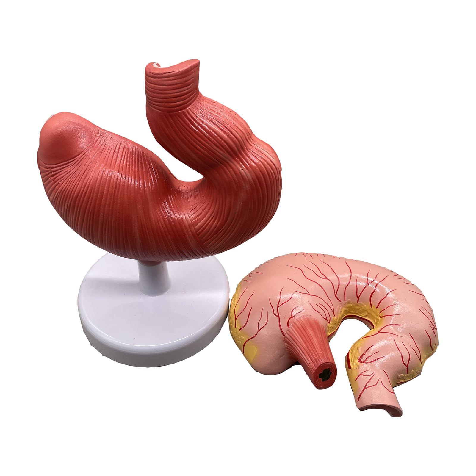 Yrqmgsf Red Pig Stomach Anatomy Model - Simulation Pig Stomach Teaching Model - Stomach Section Medical Model Anatomy Model