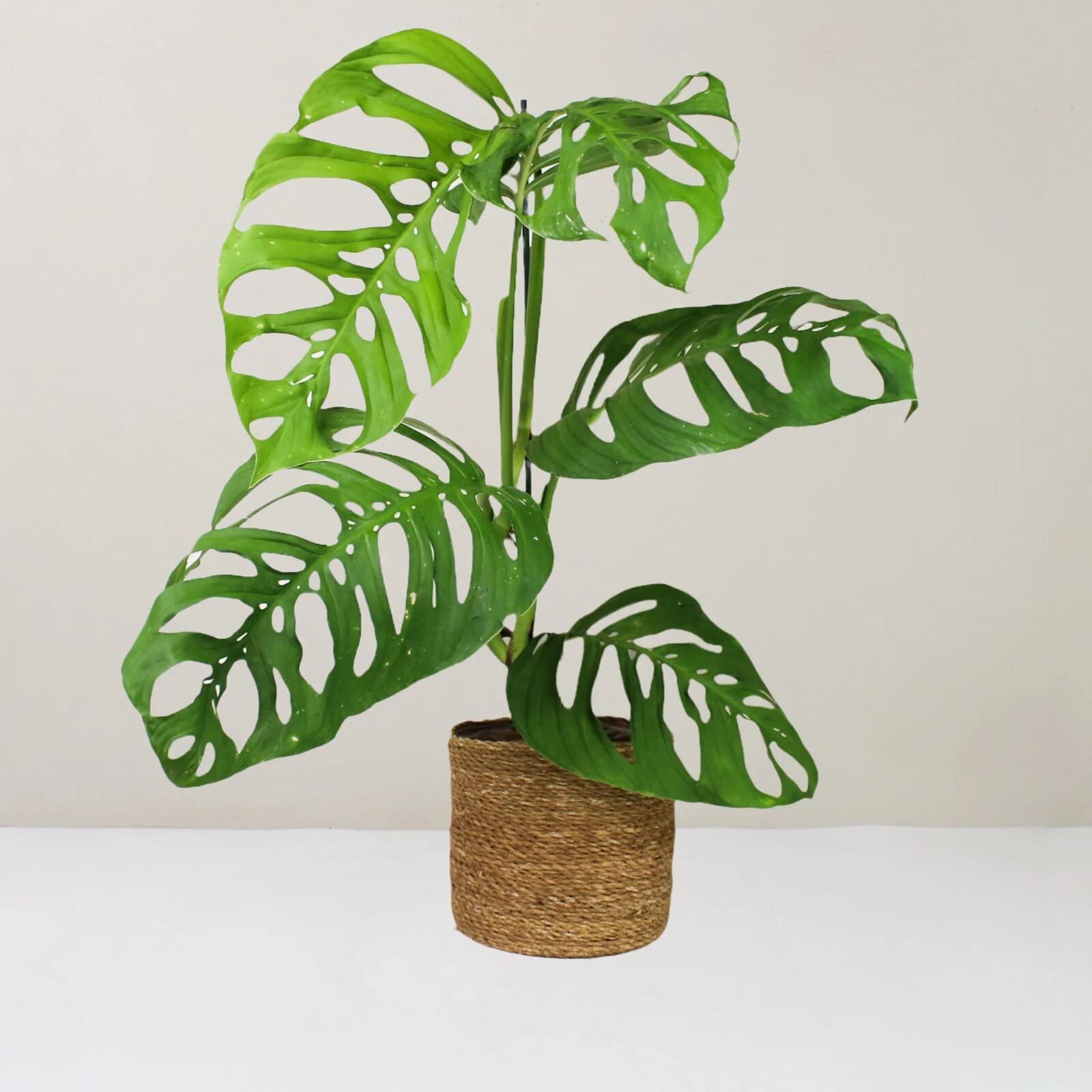 Amazon.com : Premium Monstera Esqueleto Soil Mix - Trusted by Experts for  Strong and Healthy Plants by Gardenera - 20 Quart (4 Bags of 5 Quart) :  Patio, Lawn & Garden