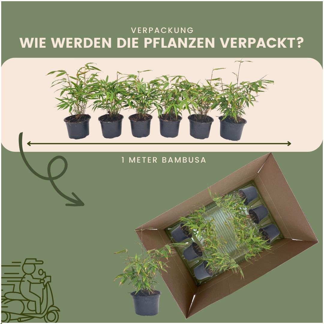Bambù Fargesia Rufa - Confezione da 6