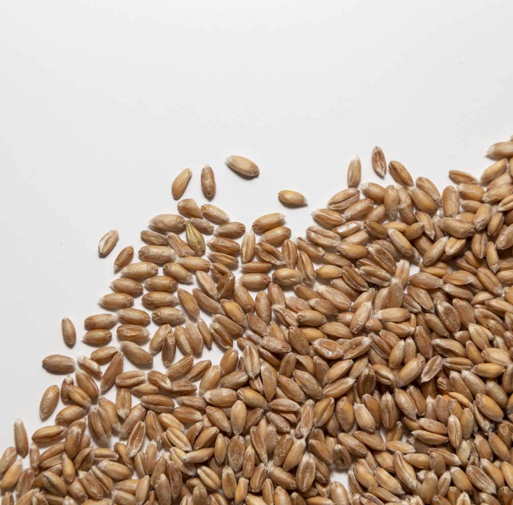FARRO PERLATO ITALIA | Il Contadino | Legumi Secchi (5 Kg)