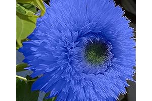 Blue Teddy Bear Sunflowers Seeds
