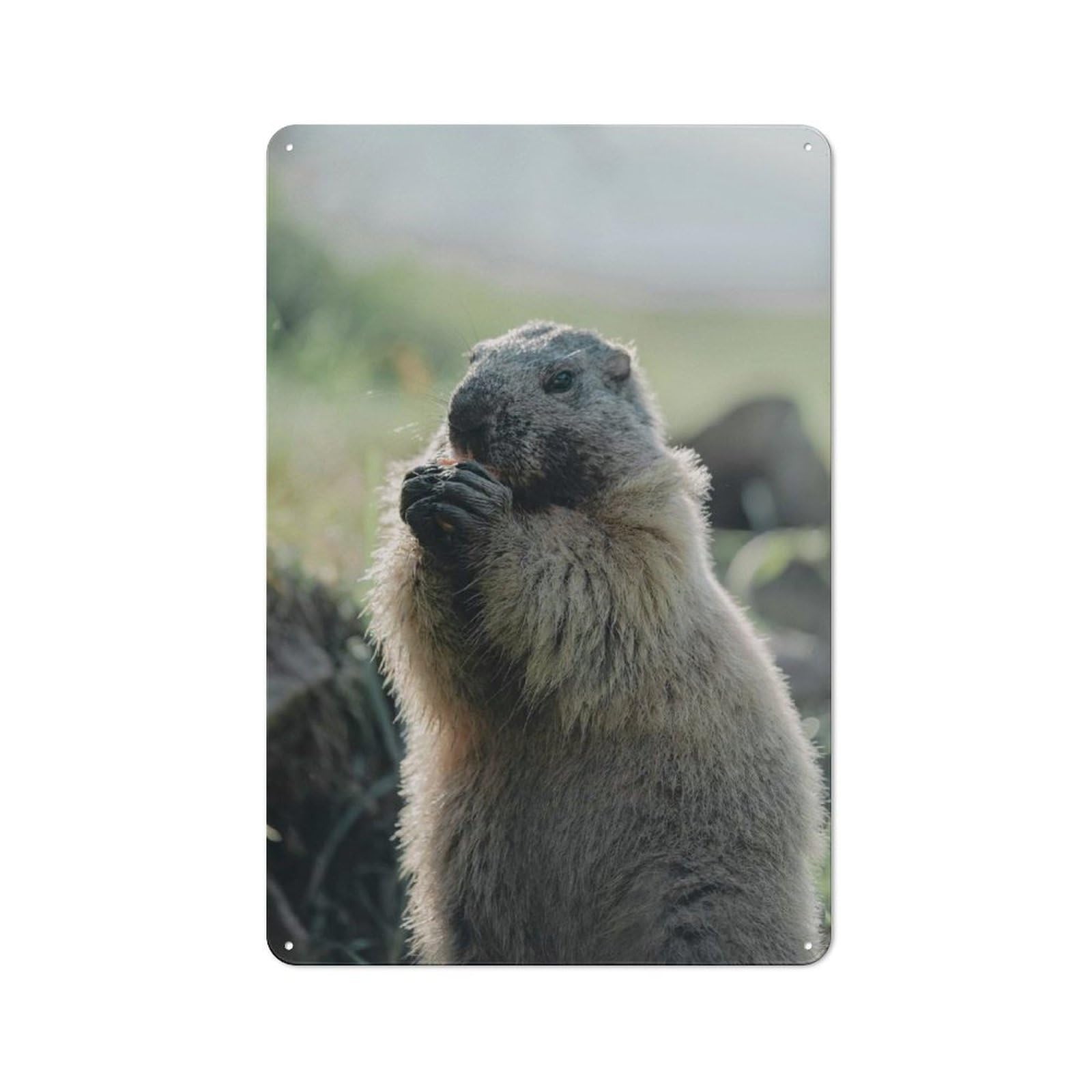 Marmot Eating Character Metal Wall Decor 30x20cm, Vintage Metal Sign for Home, Shop, Pub Or Studio Wall