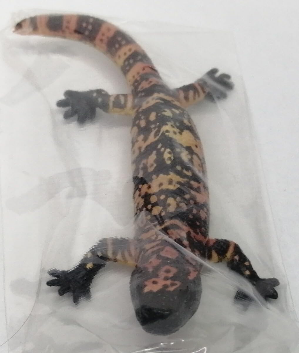 Amazon.co.jp: アメリカドクトカゲ 原色爬虫類トカゲ図鑑