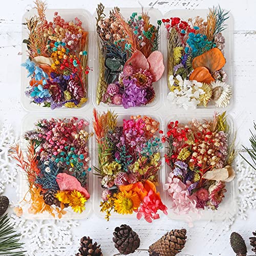 Flores secas naturales prensadas para decoración y manualidades miniatura 3