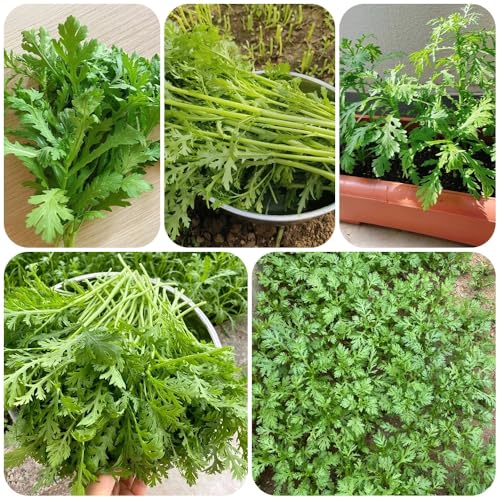 semillas de crisantemo comestibles, semillas de hortalizas organicas Glebionis coronaria, semillas de hortalizas semillas de hierbas de jardín semillas orgánicas hortalizas variedades 400pcs