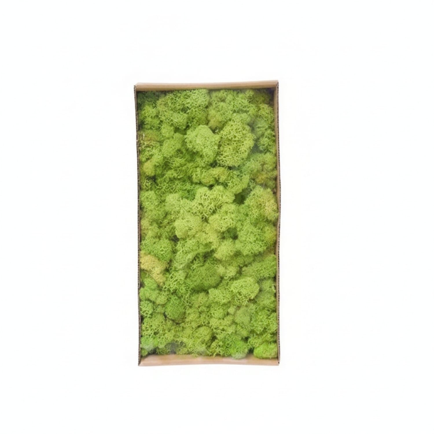 Natural-Looking Preserved Foliage Dense Decorative Foliage Easy to Use Plants Low-Maintenance for Crafters, Florists, Home Decor, Terrariums, Model Landscapes, Reindeer Moss 5-image-35