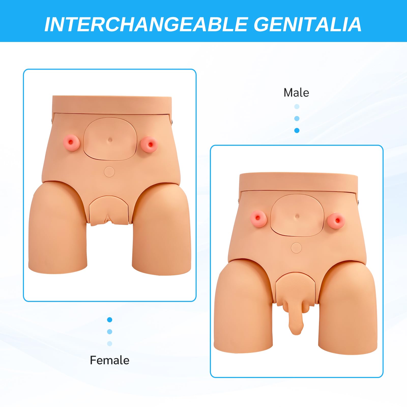 Modello di cateterizzazione per uomini e donne, manichino per catetere urinario per pratica infermieristica, kit simulatore didattico in PVC, per studenti infermieristici e praticanti