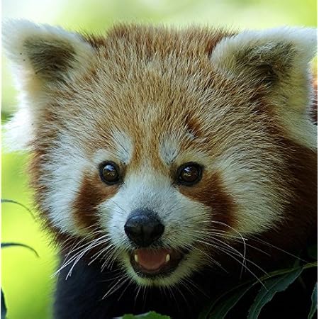 Lazy Red Panda - Greeting Card - Of Sprites Of Stitches - View #14