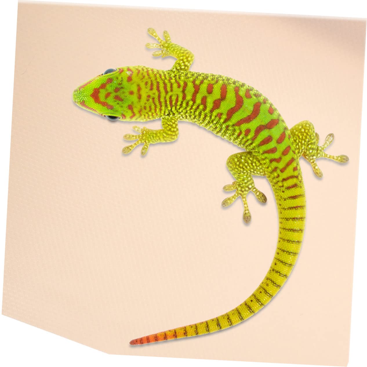 minkissy 5 Piezas de Gateo, Forro de Reptiles, Alfombrilla de dragón Barbudo, Ropa de Cama de terrario, Alfombra de dragón Barbudo, Ropa de Cama de Serpiente, sustrato de terrario, Forro de Ropa