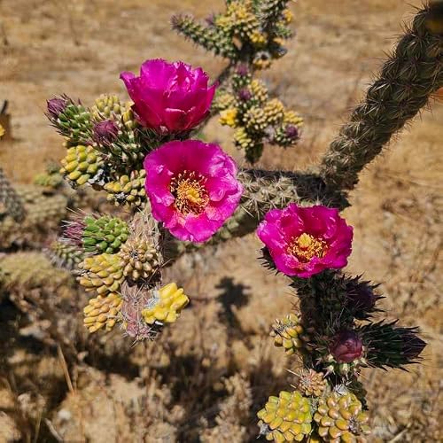 Tree cholla is a beast