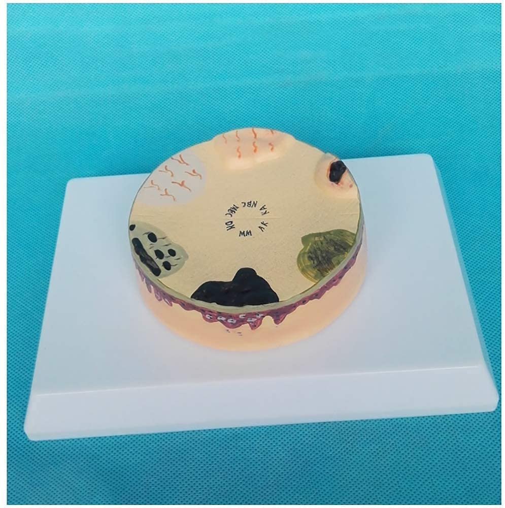 Buy Shu Risiko Body Model Educational Dolls Skin d Anatomy Model