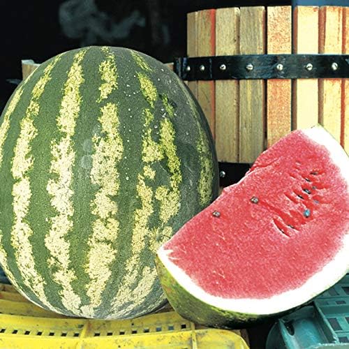 Miniatura 7 de Semillas Fruta Sandía Carmesí Dulce Verde para Plantar - 20 Semillas