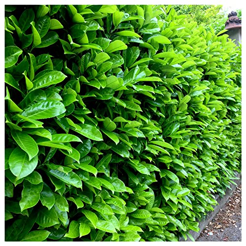 5 Cherry Laurel Fast Growing Evergreen Hedging Plants 30-40cm Tall Potted 3fatpigs®