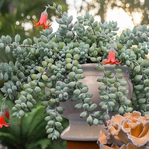 Miniatura 5 de Cotyledon Pendens - Planta viva suculenta en maceta de 2 pulgadas, planta suculenta rastrera, planta de interior rara para jardinería