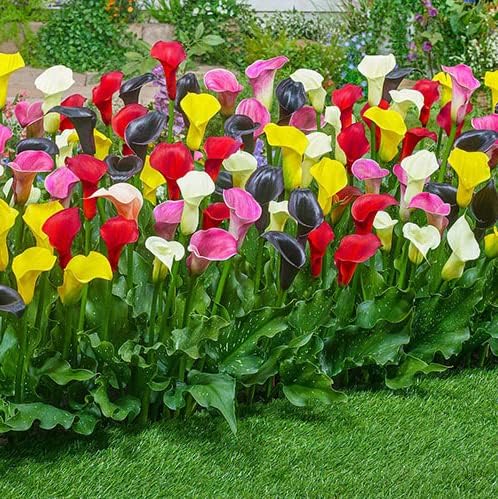 Calla Lily Mix Bulbs - Perennial Lily, Versatile & Long-Lasting Addition to Garden | Calla Lily Mixture Bulbs for Planting - Easy to Grow (6 Pack)