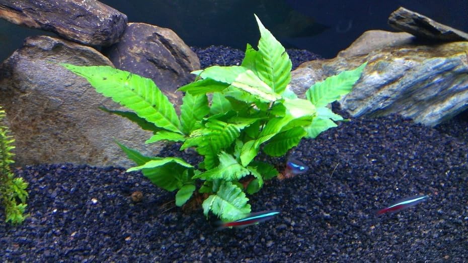 Miniatura 4 de Paquete de 3 plantas acuáticas  Plantas vivas para acuarios de agua dulce (3 plantas Bolbitis Asiatica)