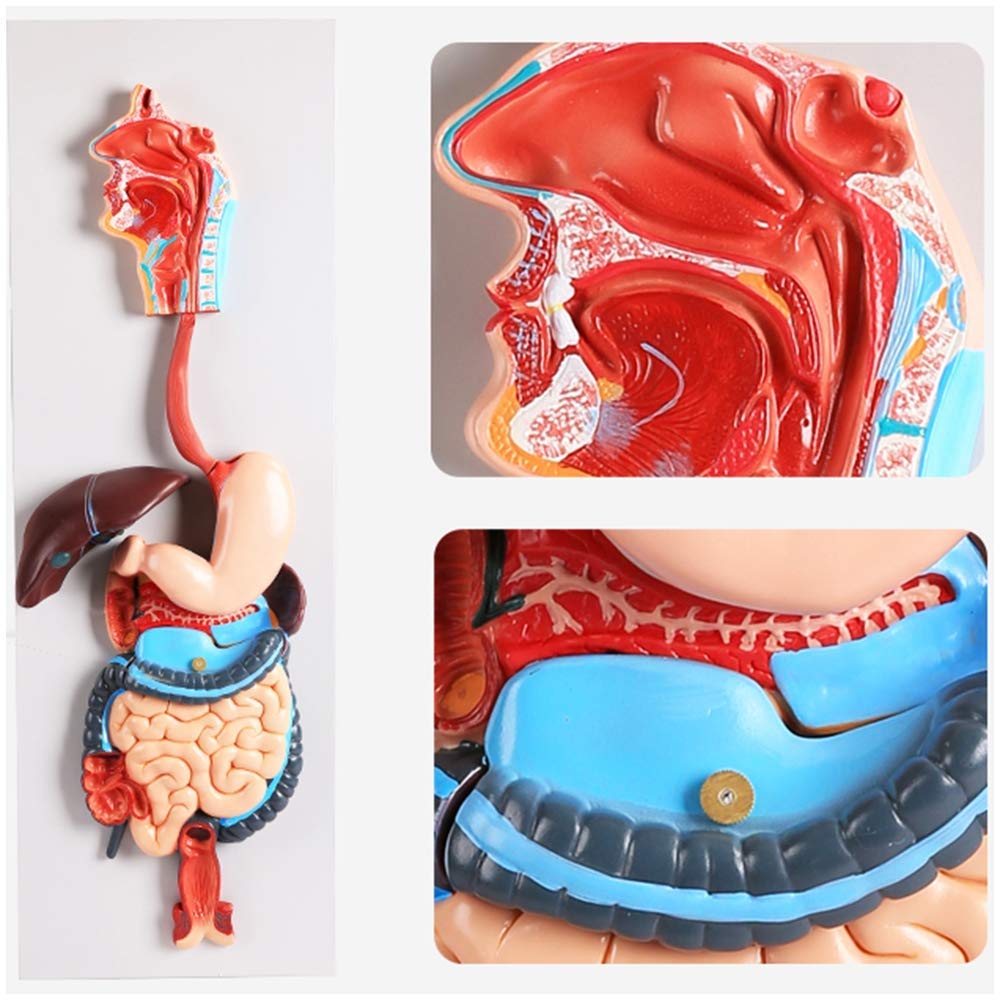 sjdoPulse Human Digestive System Model - Human Organ Anatomy Model - Three-Dimensional Digestive System Model - Stomach Anatomical Model - for Medical Educational Training