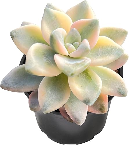 Miniatura 3 de Sprout N Green Pachyphytum - Colección de suculentas, 3 plantas suculentas vivas totalmente enraizadas en maceta de 2 pulgadas, decoración de boda