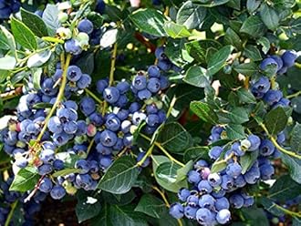 Rare Bush Blueberry Fruit, 1 Healthy Plant