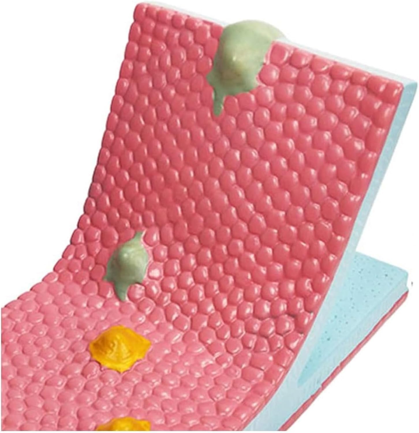 Modello a mosaico di flusso a membrana cellulare, anatomia della struttura liquida fosfolipidica per dimostrazione di insegnamento biologico, strumento educativo per studi di biologia cellulare