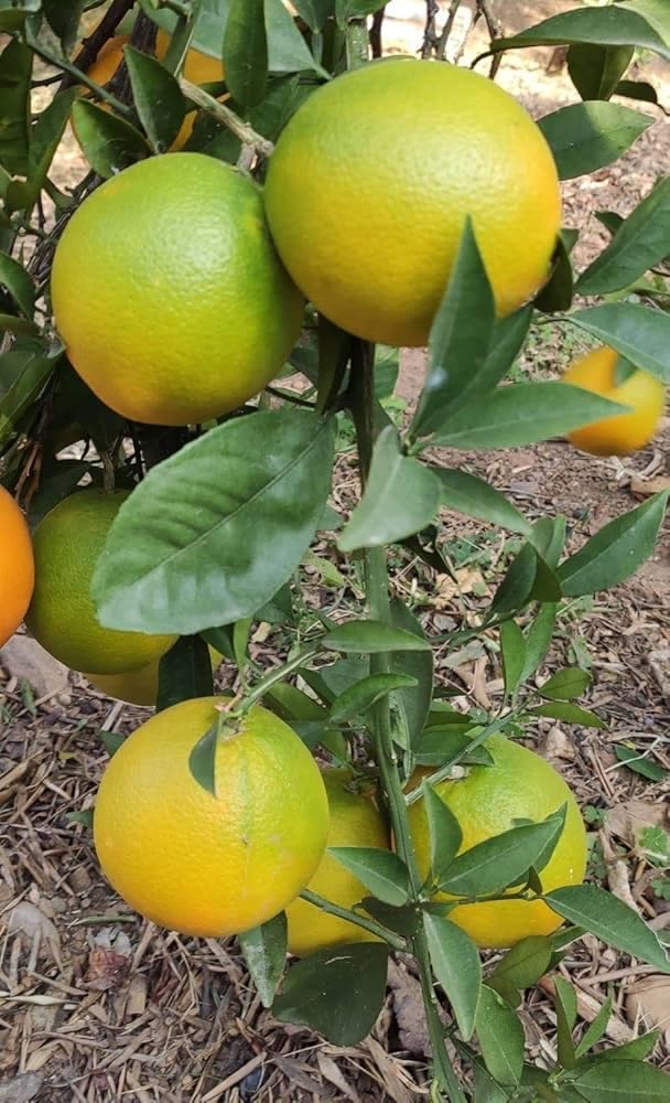 See full amazon price history chart for Very Sweet And Premium All Time Vietnam Malta Mosambi Lebu Grafted Live Plant Original Variety, Pack Of-1 Very Sweet And Premium All Time Vietnam Malta Mosambi Lebu Grafted Live Plant Original Variety, Pack Of-1 (B0D9NN1RTS) Amazon Price History, Amazon Price Tracker