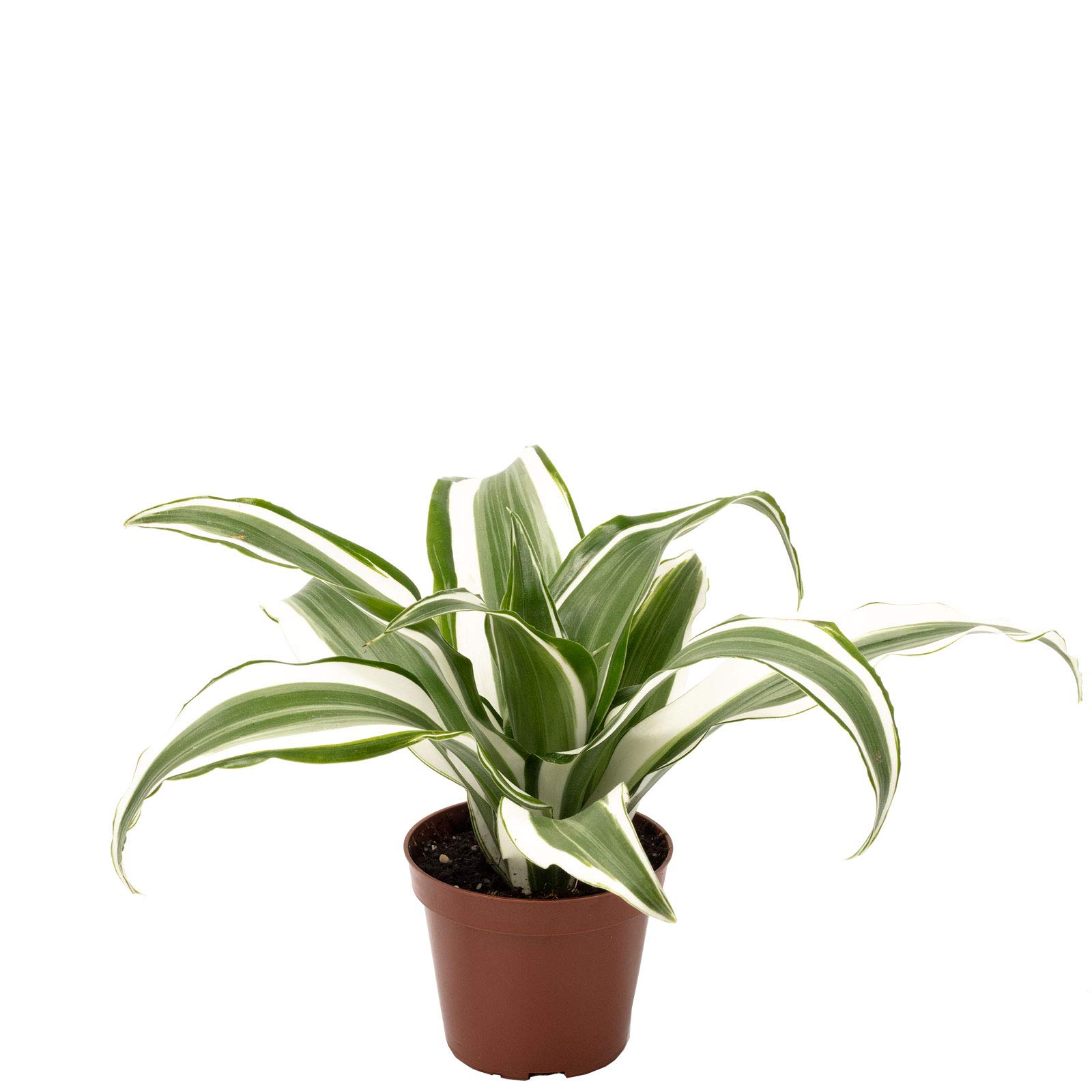 Drachenbaum White Jewel - pflegeleichte Zimmerpflanze, Dracaena Deremensis White  Jewel - Hhe ca. 15 cm, Topf- 6 cm : Amazon.de: Garten