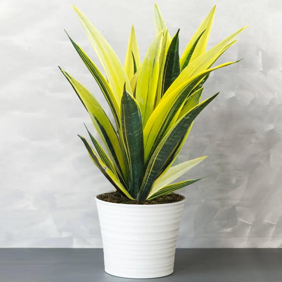 See full amazon price history chart for GreenWorld Special & Rare Long La Rubia Snake Plant (Pack Of 1) Air Purifier Healthy Indoor Live Houses & Office table lucky Natural Plant GreenWorld Special & Rare Long La Rubia Snake Plant (Pack Of 1) Air Purifier Healthy Indoor Live Houses & Office table lucky Natural Plant (B0CST9L6WQ) Amazon Price History, Amazon Price Tracker