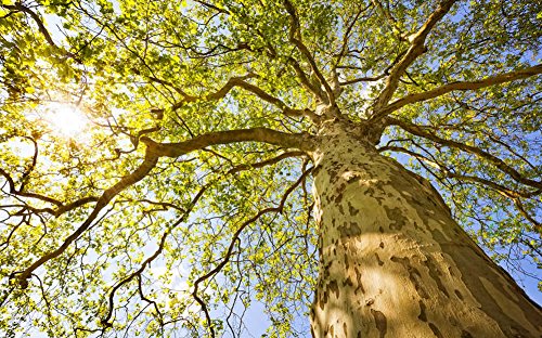 awallo Fototapete MotivUnter dem Baum - Vliesfototapete mit Baumkrone - 400 x 250 cm - grün blau braun - DD107354