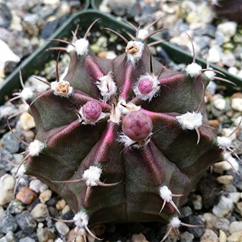 Gymnocalycium Friedrichii Cactus Cacti Succulent Real Live Plant #TOP4