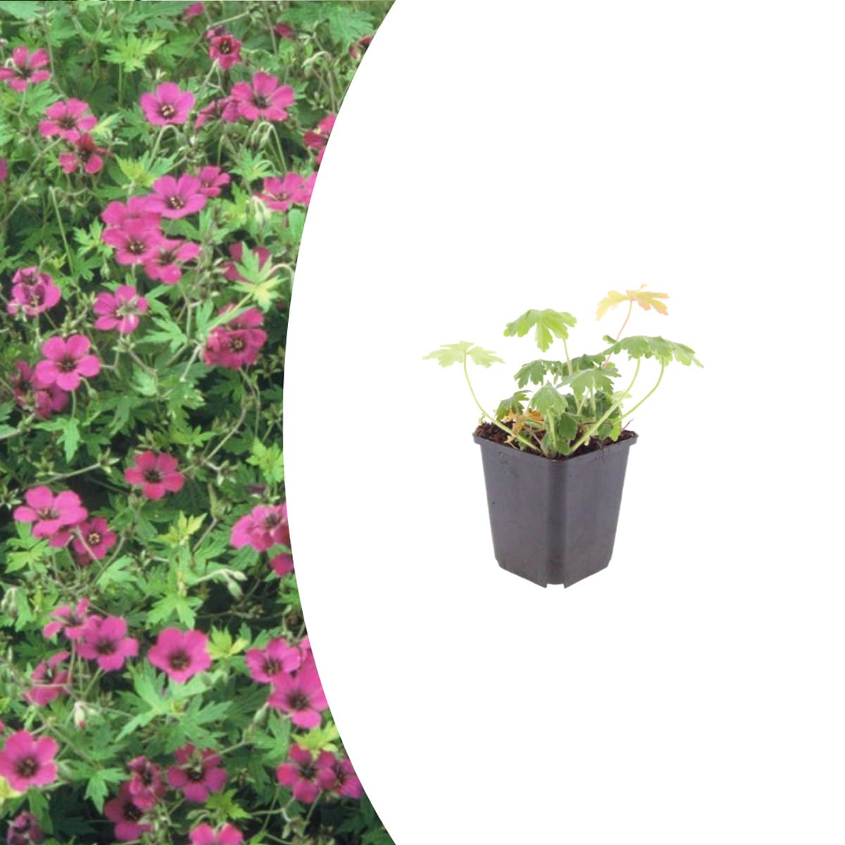 Géranium de jardin Bevan's Variety | 12 plantes pour reverdir un sol difficile