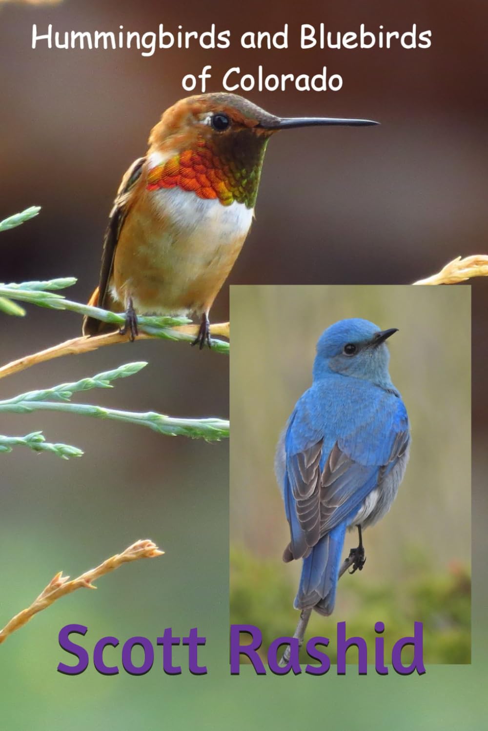 Hummingbirds and Bluebirds of Colorado