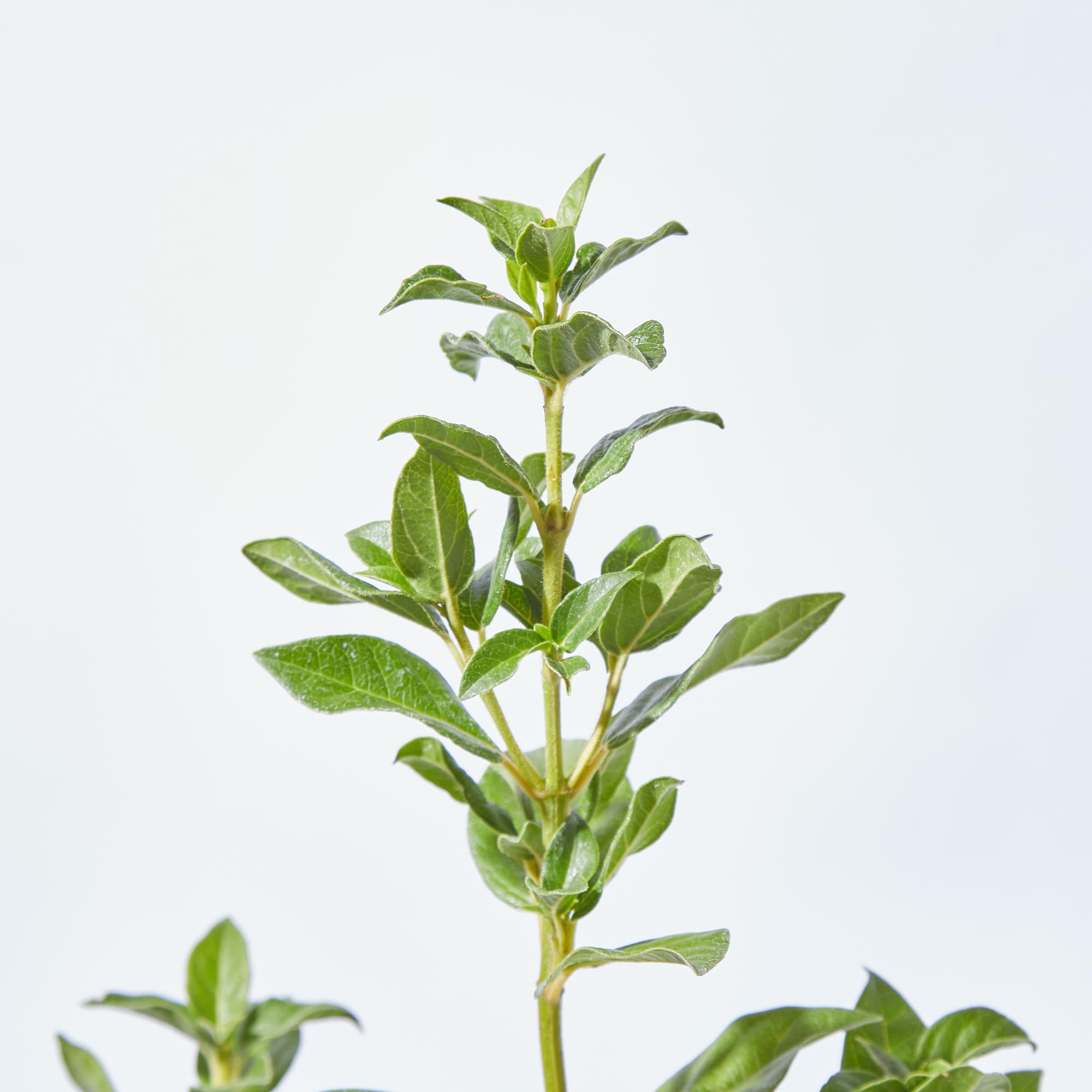 Verdecora Durillo en maceta 10L | Viburnum tinus | Planta de Interior y Exterior | Arbusto Natural | Follaje Persistente y Flores Fragantes | Ideal para Decoración y Setos