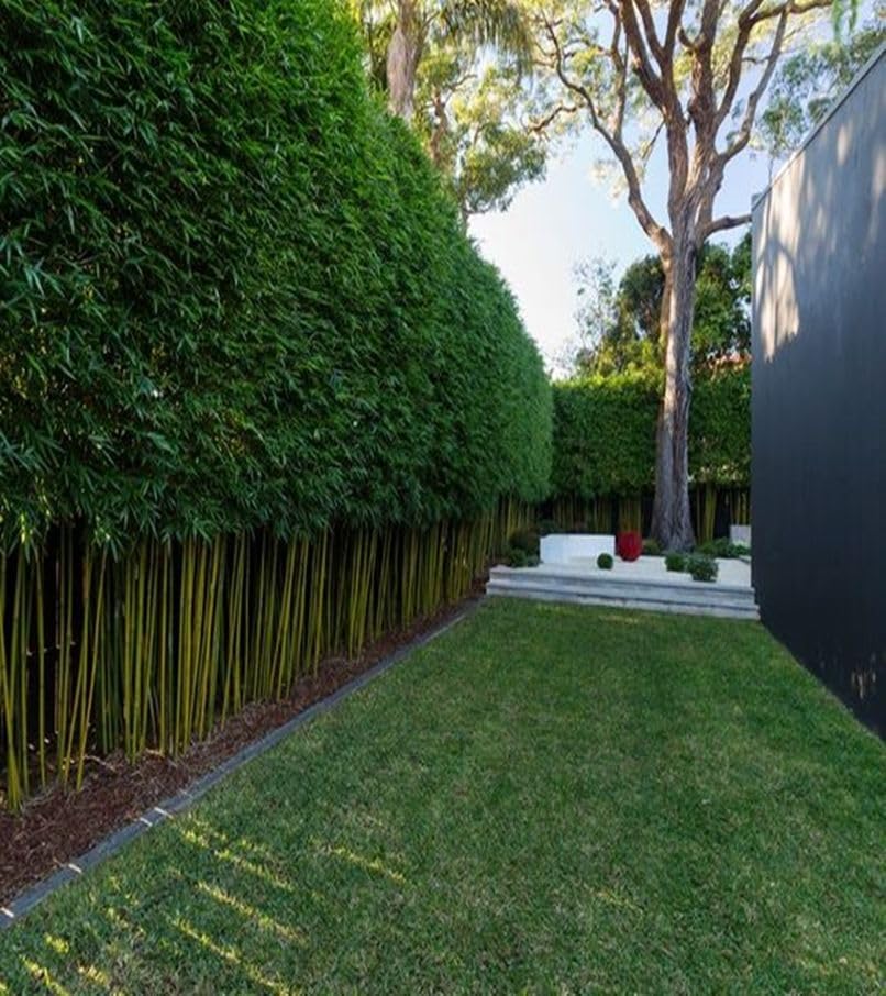 Bamboo seeds for fencing (35 seeds)-image-32