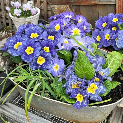 plantas de prímula - semillas planta de prímula flores de primavera flores de jardín perennes y resistentes pradera de plantas en maceta jardín 20pcs