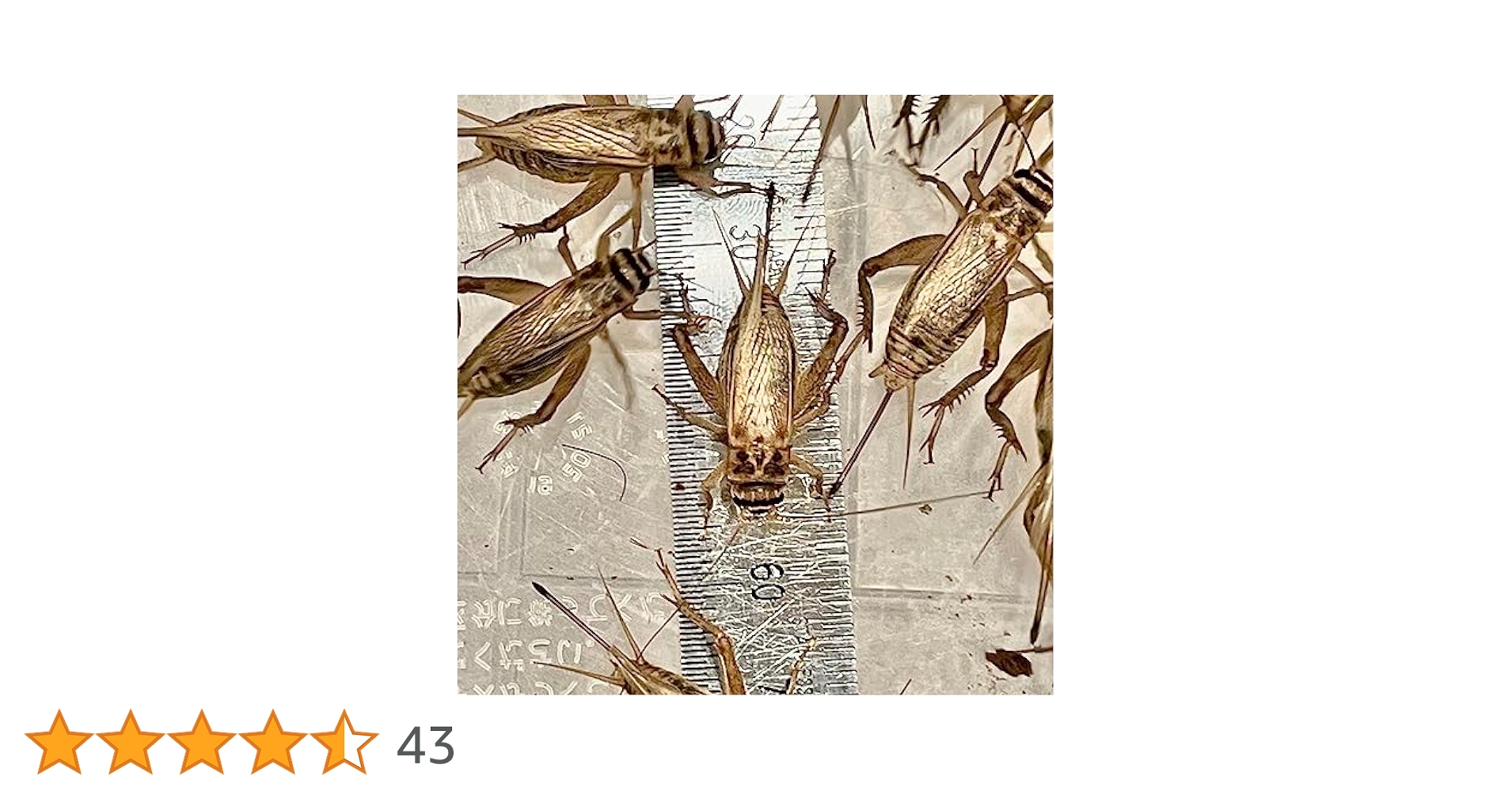 イエコML500gイエコM200gフタホシML1kg Amazon | （SMサイズ）コオロギ 100+20％匹 9～11mm 生き餌 生産