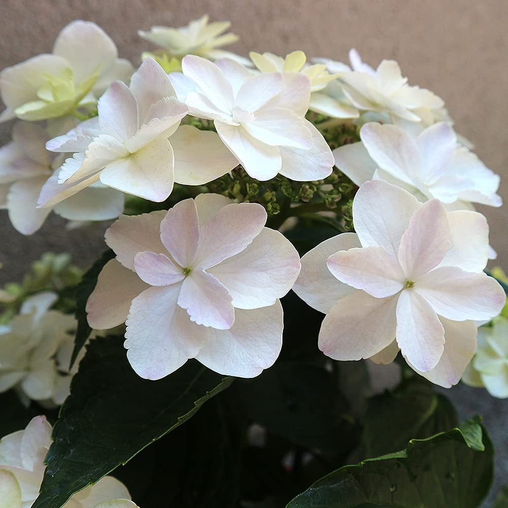 アジサイ　イズミドリ アジサイ：泉鳥（イズミドリ）5号鉢植え の通販 | 園芸ネット