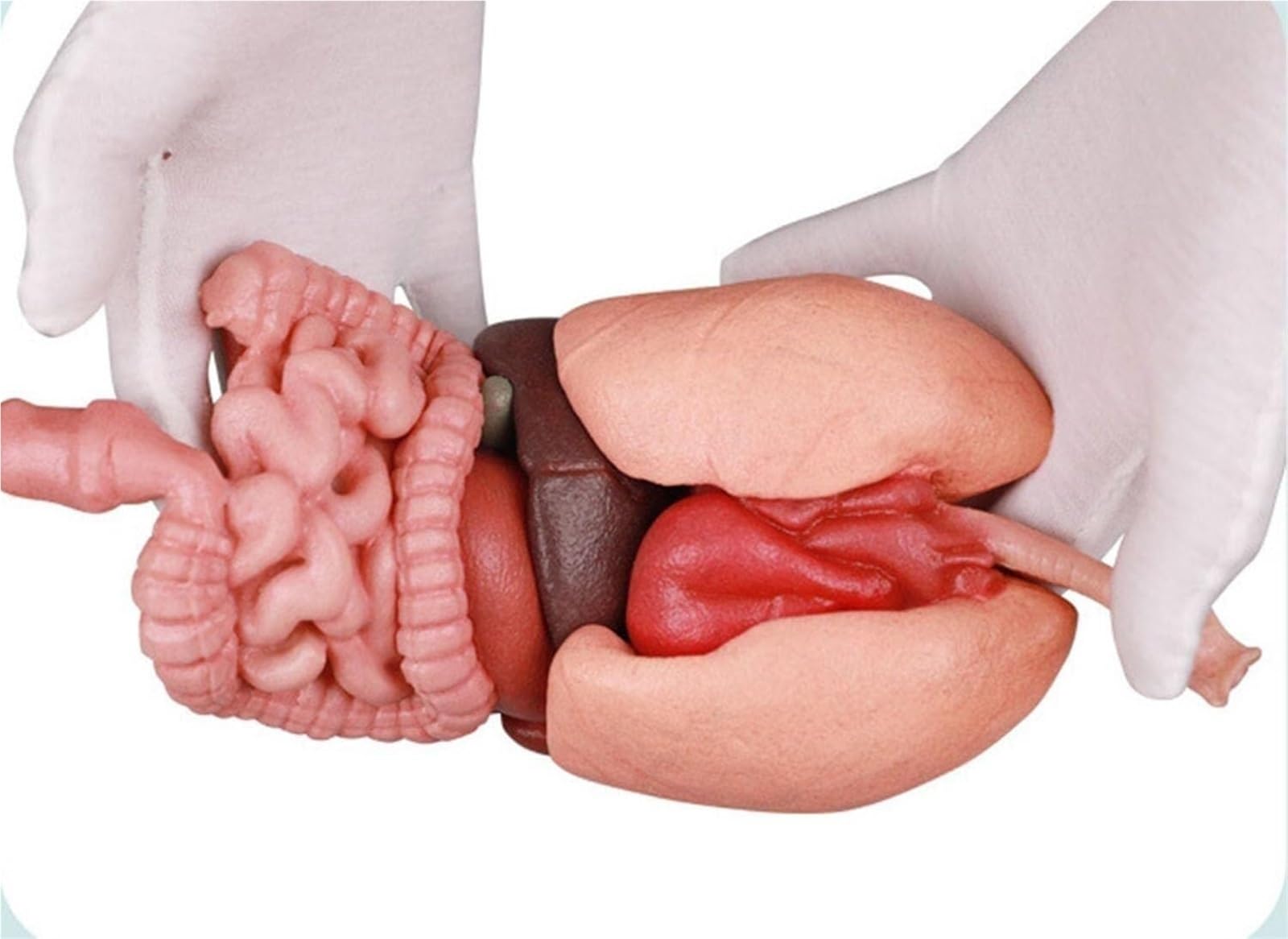 Zestaw do budowy anatomicznego modelu ludzkiego żołądka 3D z silikonu – edukacyjny model organu do użytku w placówkach opieki zdrowotnej, w tym w szkołach i wśród studentów