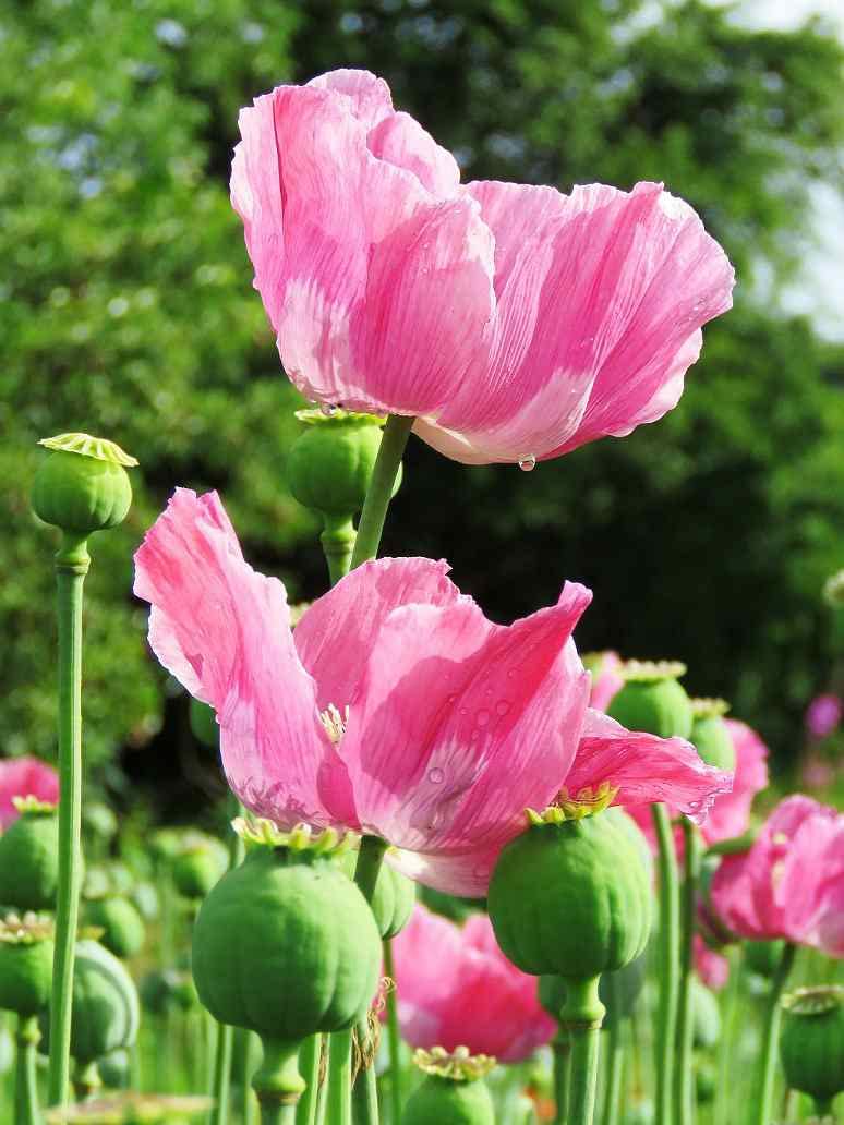 Golden Hills Farm Indian Shirley poppy mix flower 200-502 seeds (B0BQRKHWCY) Amazon Price History, Amazon Price Tracker