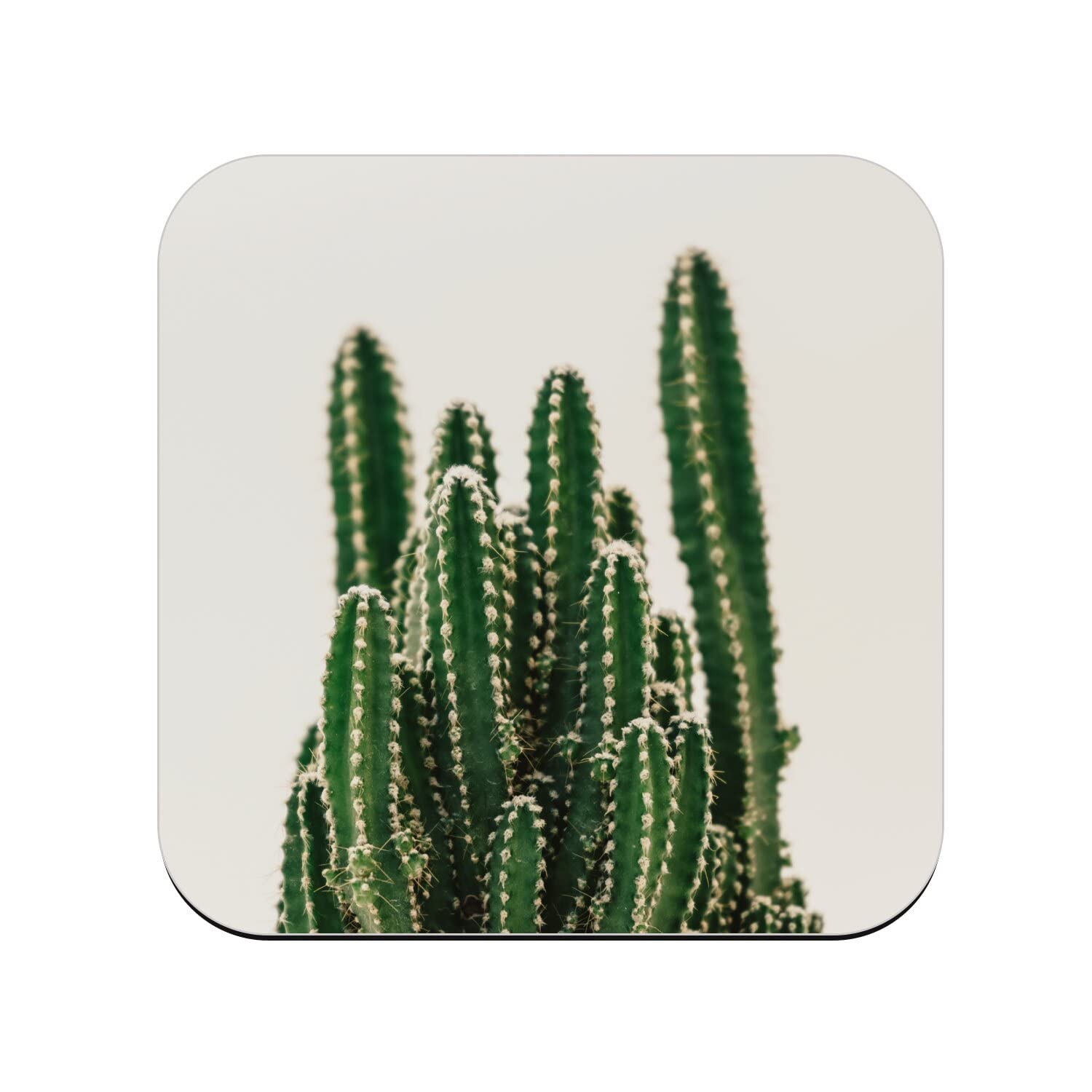Cork Coaster – Close-Up Column Cactus Cereus Validus Plant Life – 1 Unit (95 x 95 mm)