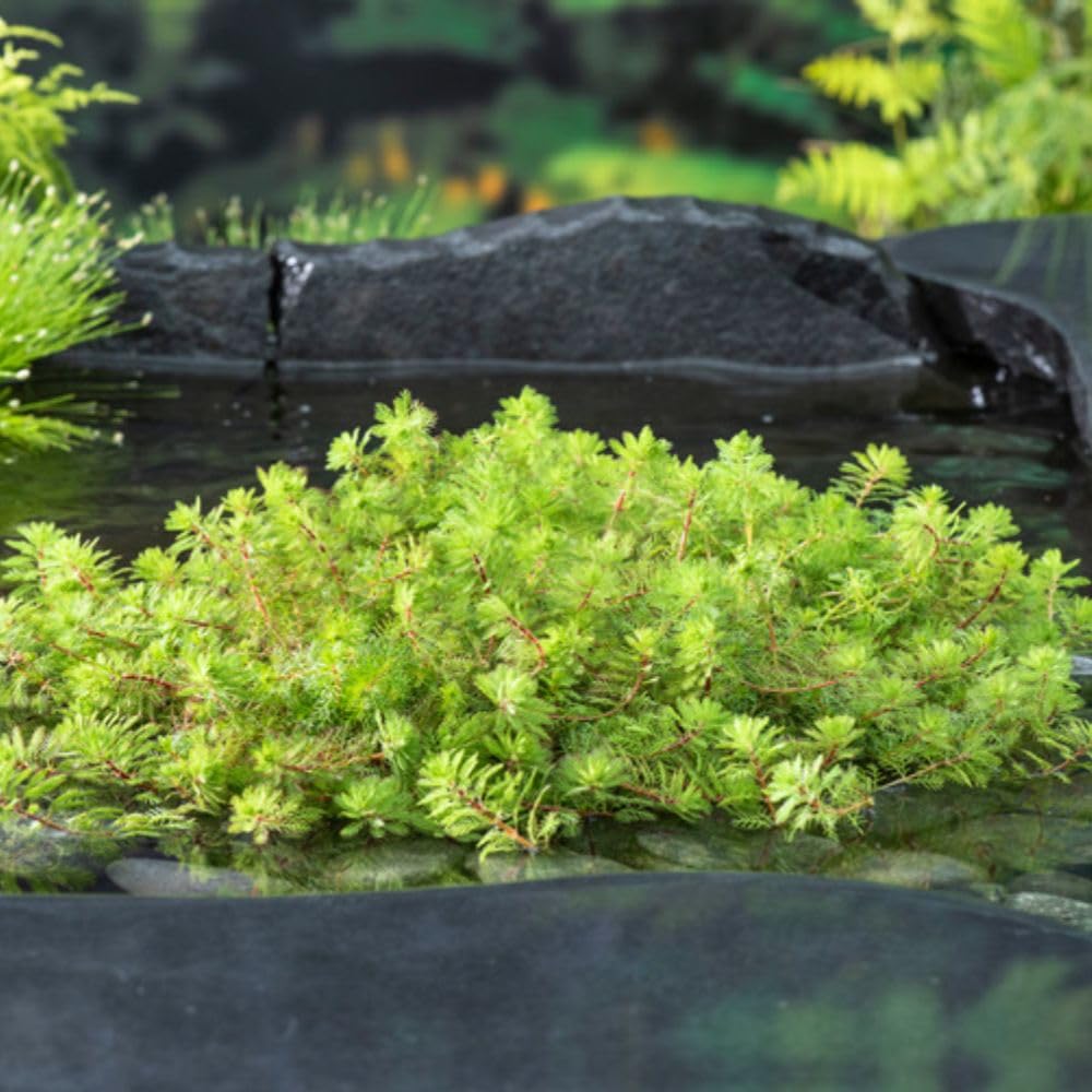 Myriophyllum rubricaule Red-stemmed Parrot’s Feather Oxygenating Aquatic 11cm Basket x 1 by Thompson & Morgan