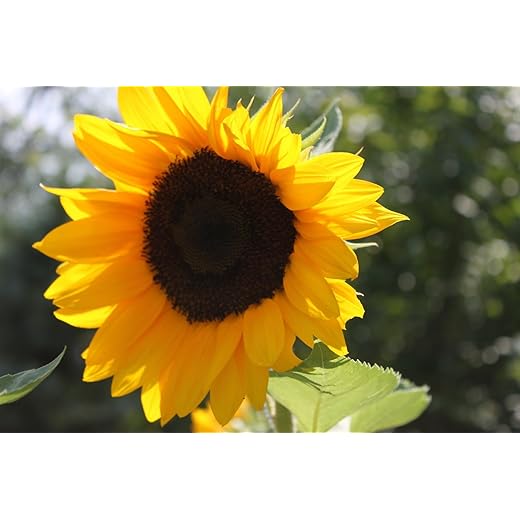 Sunflower, Black Oil, 100 Seeds per Pack, Newly Harvested, 5-6 Foot Tall, Giant Blooms with Black Centers, A Classic Golden Sunflowwer