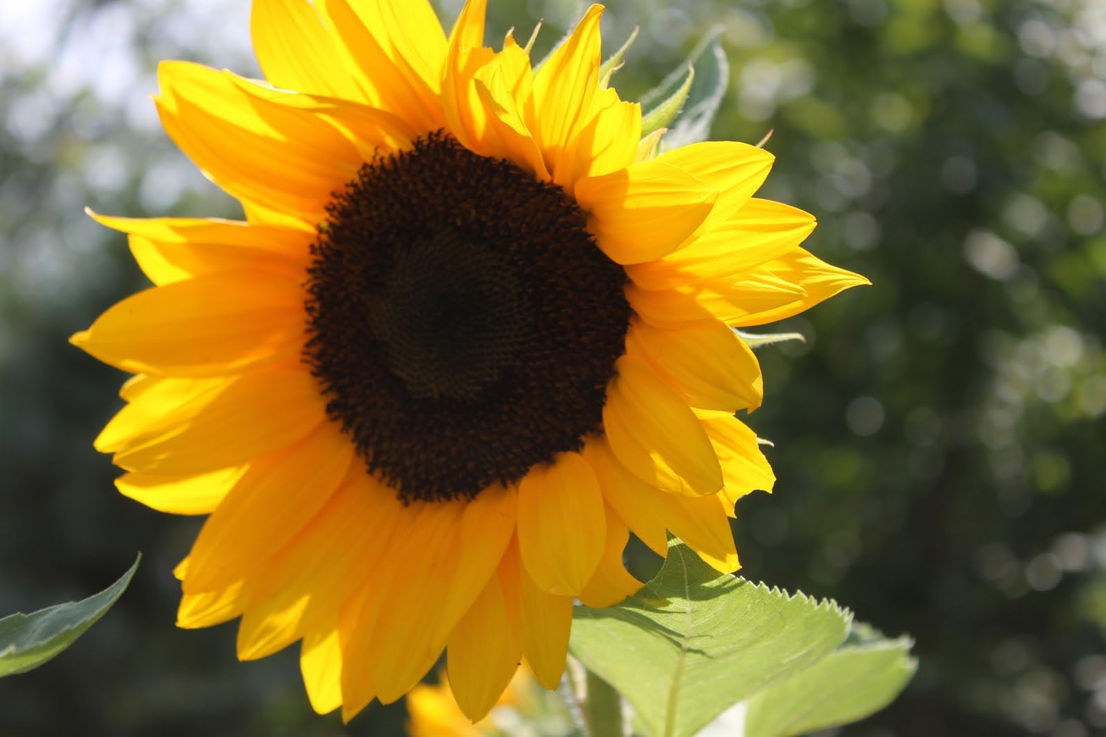 Amazon.com : Sunflower, Black Oil, 100 Seeds per Pack, Newly Harvested, 5-6  Foot Tall, Giant Blooms with Black Centers, A Classic Golden Sunflowwer :  Patio, Lawn & Garden